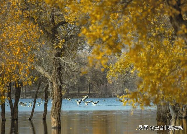 立足千年胡杨，轮台如何打造文旅新名片？