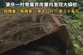 广东一村废屋内惊现两条大蟒蛇，还产了9个卵图片