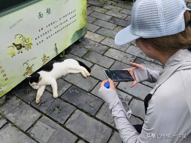 廋西湖在哪里？石桥，垂柳，奇树，小河，小舟，小猫，美不胜收