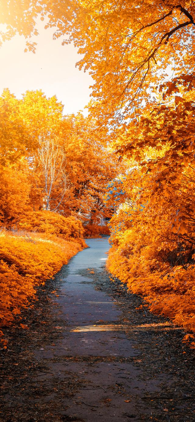 手机壁纸|美如画的自然风景