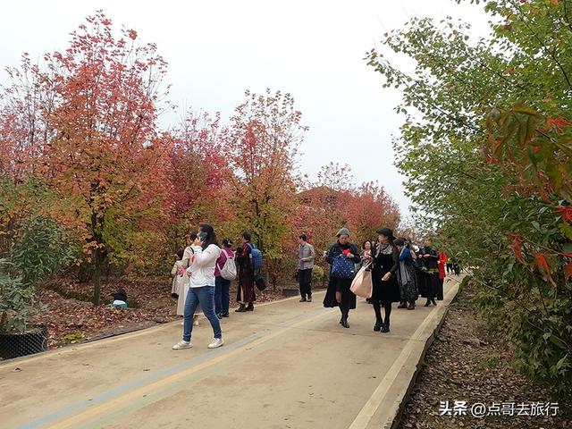 成都近郊最大规模红枫来了，被严重冷落，不要门票，古镇美食诱人