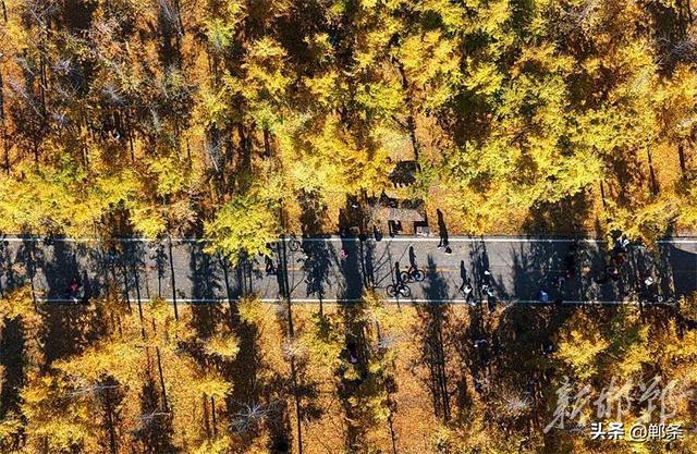 千亩银杏“披金”迎客来