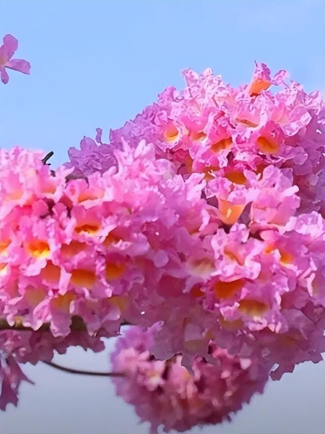 格桑花、紫花风铃木、雪白油茶花……肇庆这里太美了！