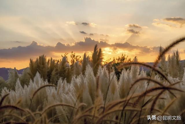 昆明人私藏观鸥地图+观杏！滴滴6折立减35元打车券直接薅