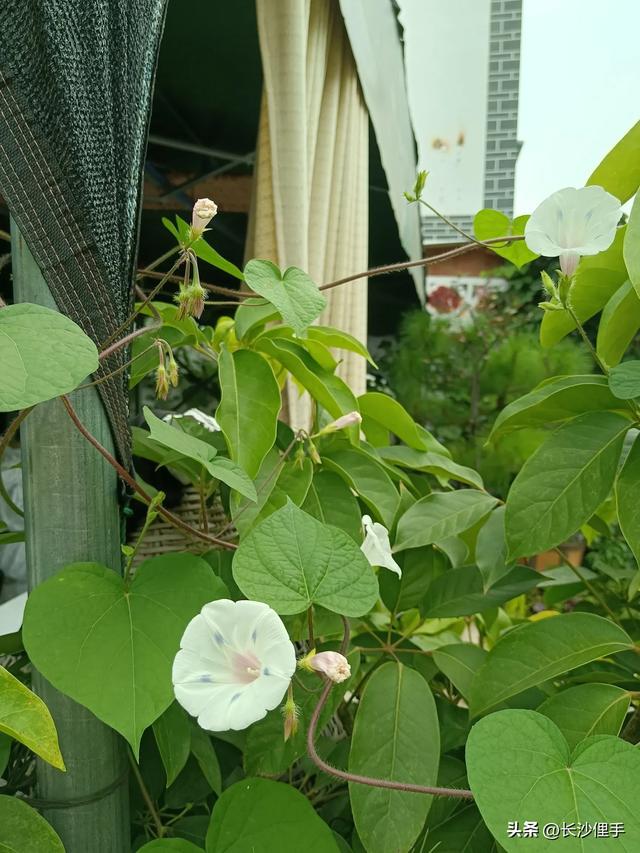 柴米油盐调味诗与远方，抚仙湖那一抹红