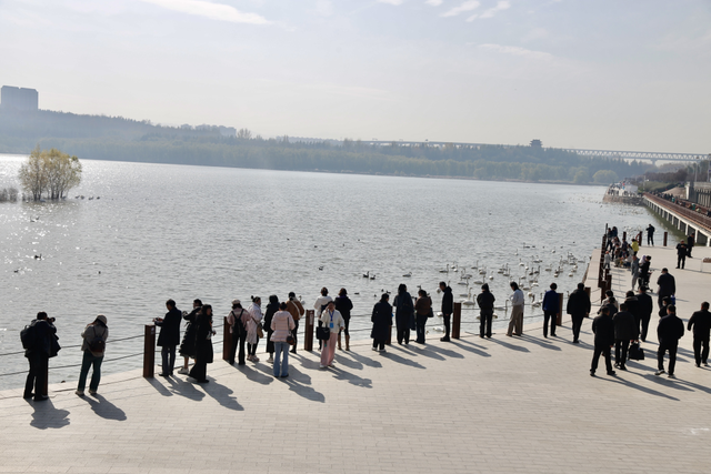 冬游中原好风光！来和天鹅一起过冬吧