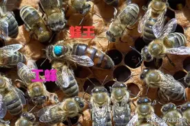 世间罕见长寿极品……蜂王浆图片