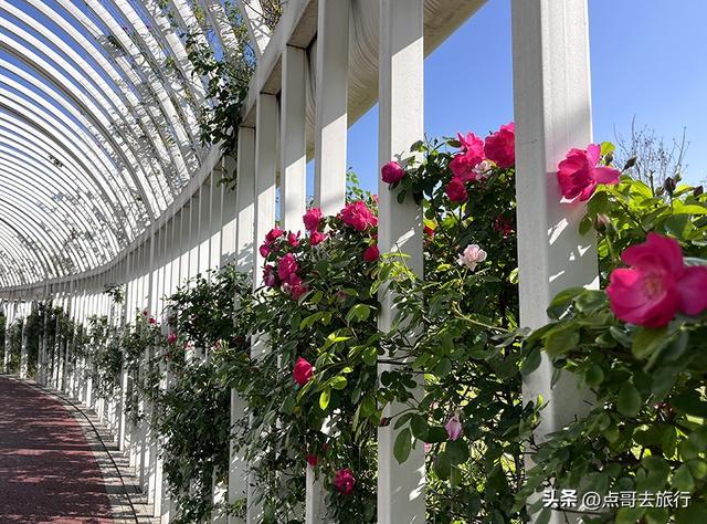 成都蔷薇花开爆了，免费才是最美，花墙瀑布很惊艳，太适合拍照！