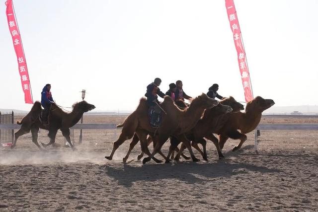 策马踏雪欢歌起！达茂旗冬季那达慕“热力值”超标