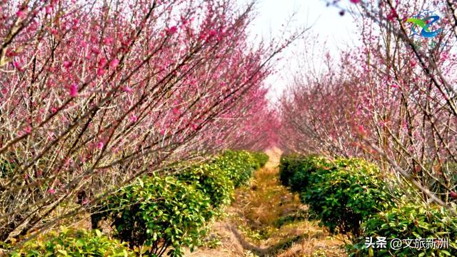新洲梅花抢先打卡！抓住冬日第一抹绽放的色彩