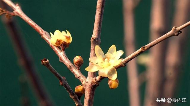冬日添新香！内江大自然湿地公园新植千株蜡梅初绽