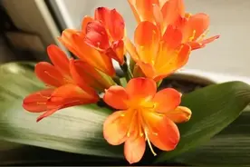 6种花竟是“酒鬼”！每周一勺白酒，叶子油亮狂开花，盆都撑爆了图片