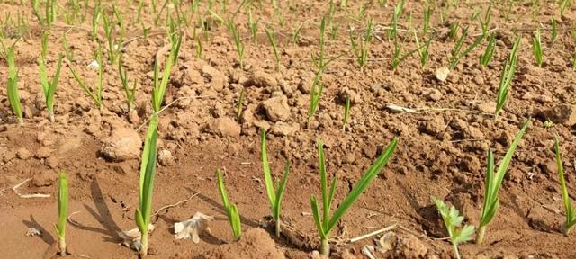 “背井离乡”的井是什么意思？