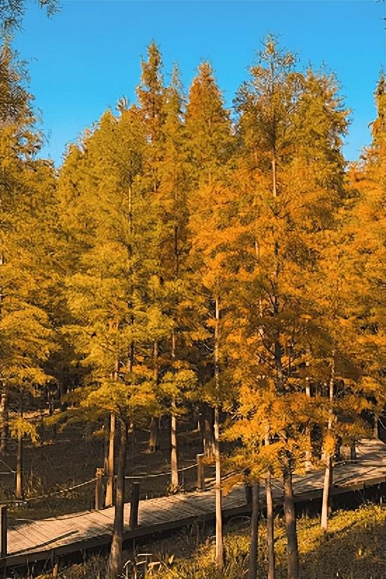 “植愈力”满分！金坛茅山秋冬植物大赏~