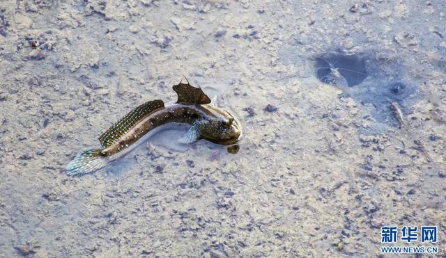 绿动广西 | 当“跳跳鱼”邂逅“海上森林”