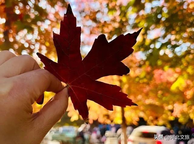 河北肃宁：红枫似火引客来 人文生态共绘秋韵画卷