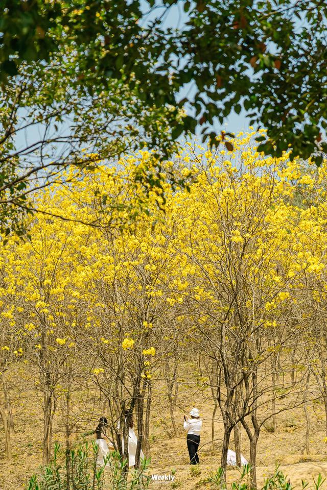 没人觉得龙岗的能量场很高吗？