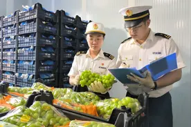 湖北葡萄首次出口东南亚图片