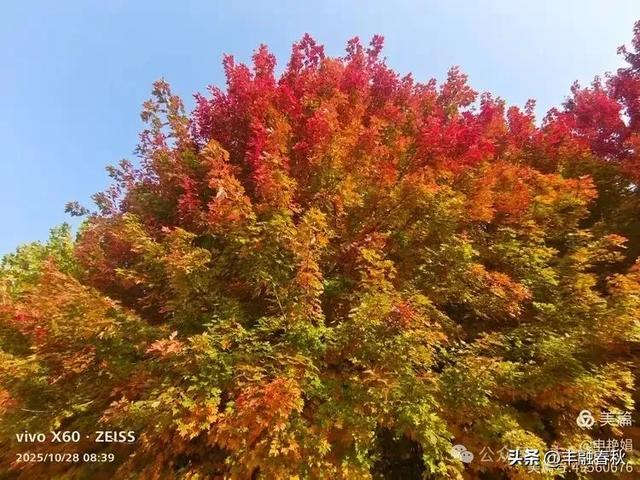 丹枫映秋,枫彩满楼|申艳娟