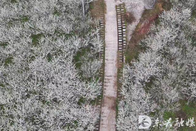 李花漫山开,来东兴红林村赴一场春日之约