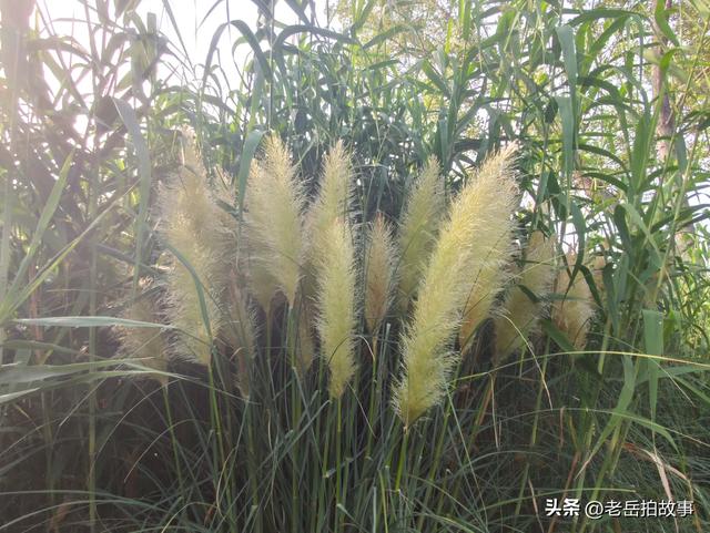 郑州市西流湖公园时下正是赏荷花观芦花的绝佳时候