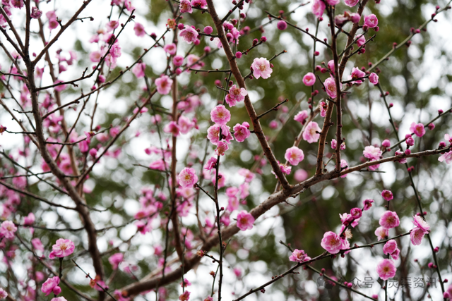 北渠畔的“胭脂雪”！兴安冬日的限定浪漫，美到心巴上~