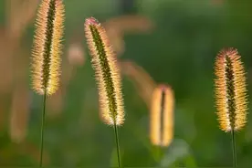 狗尾巴草配鸡蛋，没想到作用这么厉害，知道的人不多，简单又实用图片