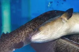 云南男子钓获巨型“泥鳅”，长达1.5米，躺下合影生怕被咬！图片