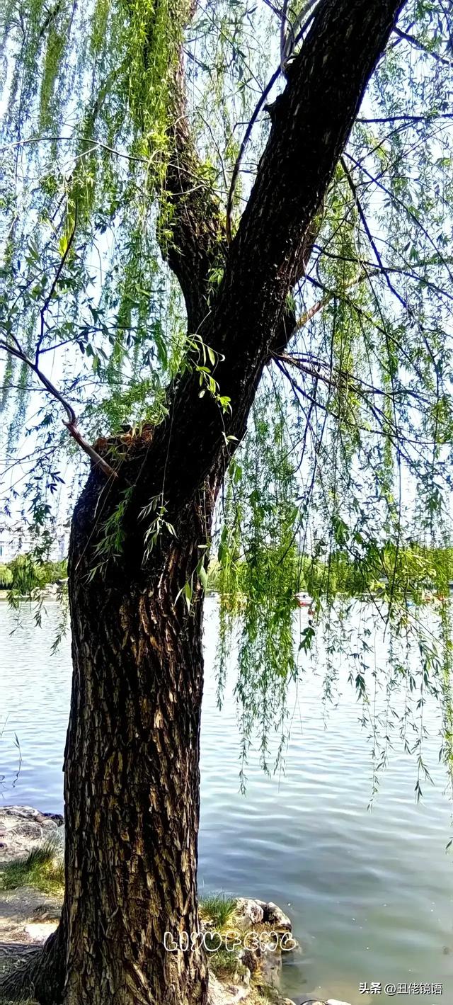自拍影集（30）紫竹院公园风景绿水轻舟·上