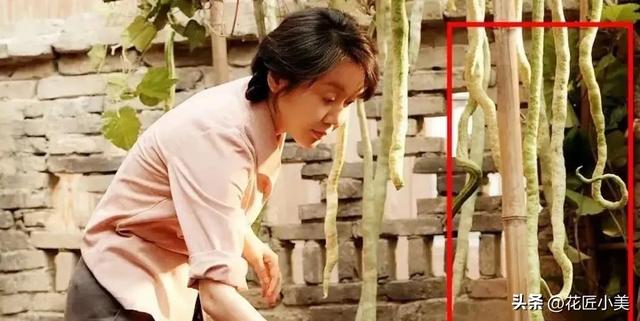 妈妈在老家种了一架“蛇瓜”,产量高到吃不完,网友:看着就怕