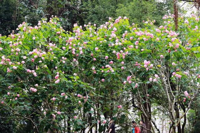 宜昌最被低估的秋景，一眼封神