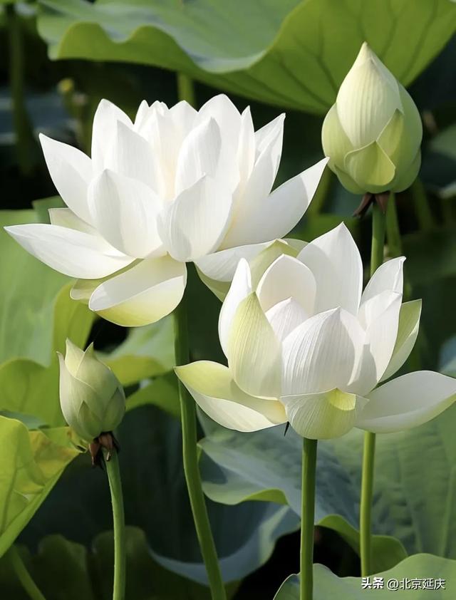 绝美!延庆的“夏与荷”——