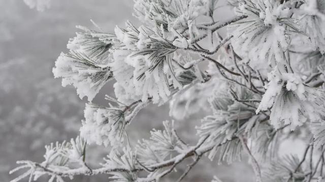 绝美！明月山今日雪景持续放送，速来打卡！