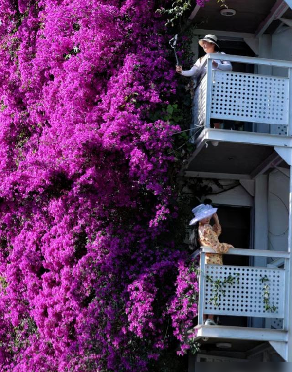 云南一户人家门口的花，开出了五层楼的“瀑布”，太壮观了