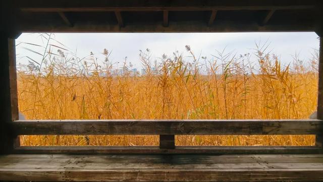 一场“叶舞+稻草”的双重奇遇！北京园博园秋游正当时——