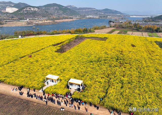 菊田为幕 天籁为章 长清神秀谷百亩金菊盛开