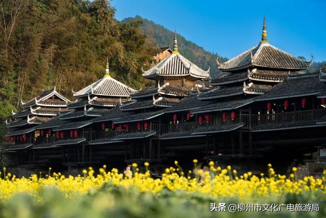 秋游柳州，在三江收藏一片秋天~