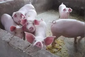 “猪来穷，狗来富，猫来头上顶白布” 有道理吗？什么意思？图片