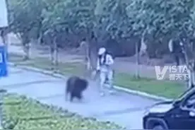 武汉一边牧犬为保护主人 被未栓绳的杜宾犬咬伤 警方:没收杜宾犬 狗主人罚款1万元图片