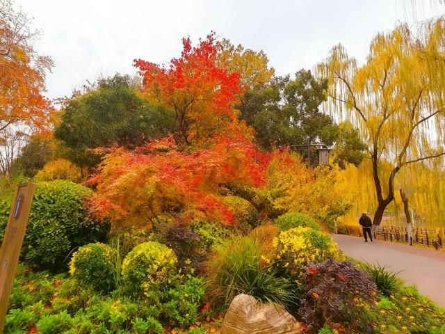 初冬限定之美——兴庆宫里的一步一景