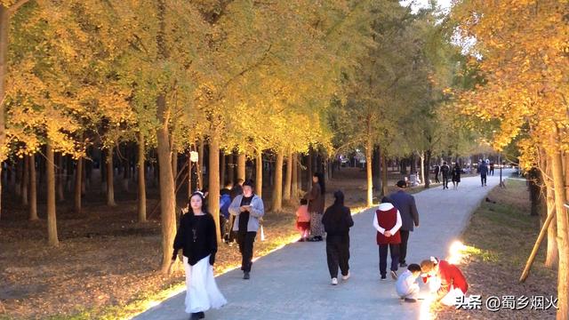 带你走进成都沐光森林，银杏的童话世界，金色的梦境