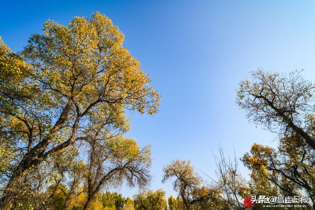 昌吉老龙河胡杨披金装 醉美秋景引客来