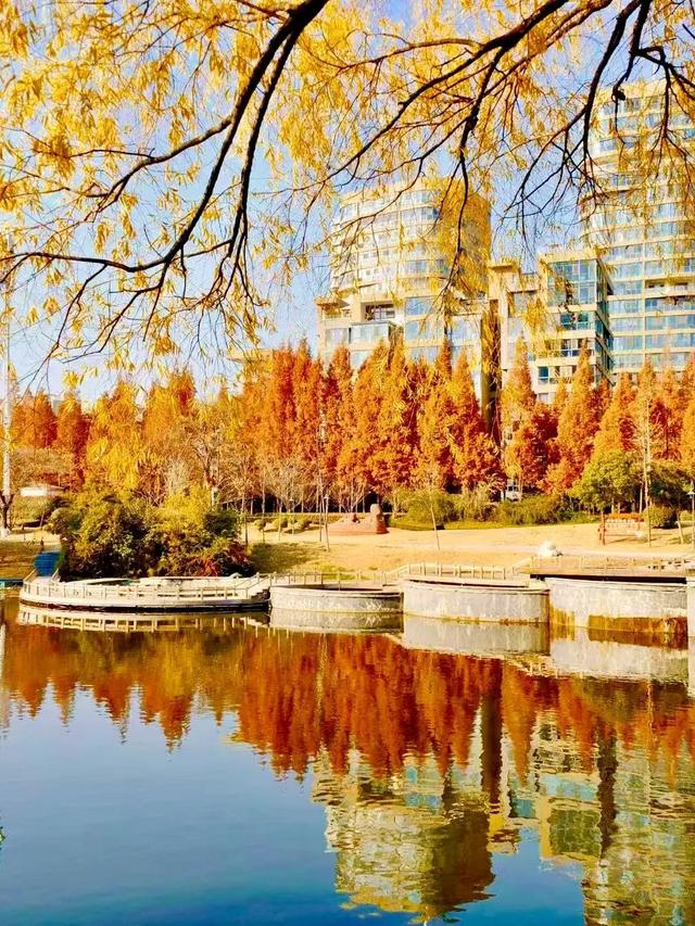 冬意盎然！锦阳河畔垂柳披“金”，绘成冬日美丽画卷！