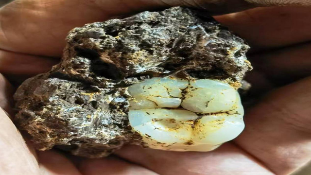 尼人灭绝、现代人幸存，竟是因为一个与铅中毒有关的基因突变？