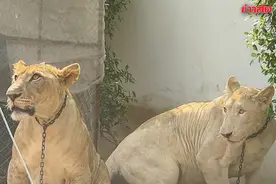 太猛了！泰女家中养2头雄狮！狮子出逃吓坏民众！图片