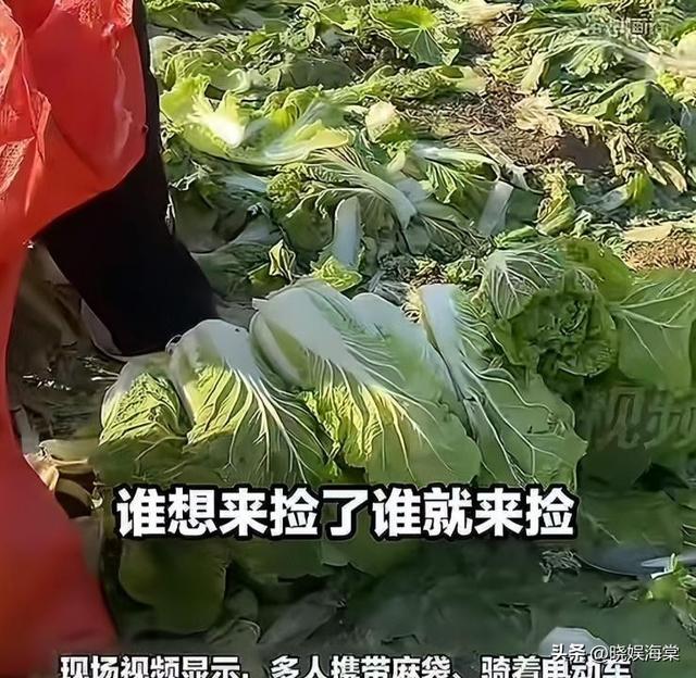 200亩白菜遭哄抢后续：损失超百万，菜农发声，更过分的还在后面
