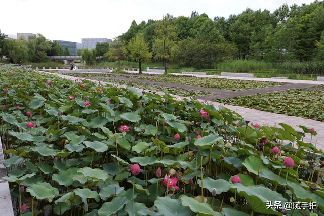 上海闵行文化公园水花园荷花进入盛花期，现实版“莫奈花园”