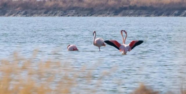 全员在岗！雪景+粉羽精灵，运城冬日限定美景你不来吗？