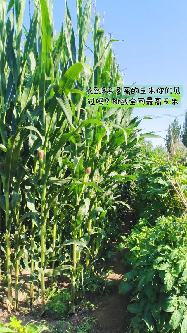女子晒自己种的“玉米”，爬梯子才能摘，网友：没点身手都不敢种
