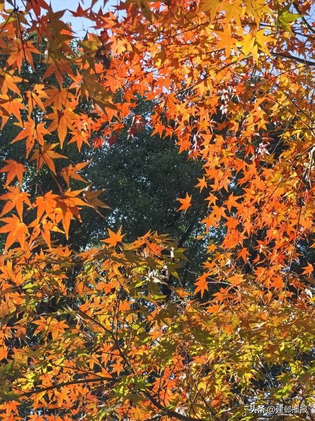 建邺5大封神赏景地,错过再等一年